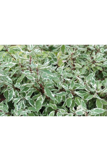 Дерен белый Сибирика Вариегата