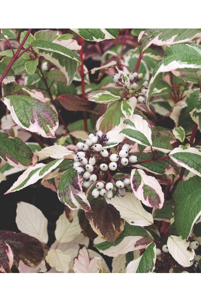 Кизил Сибирика Вариегата мелкие белые плоды