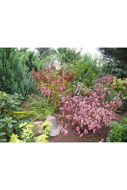 Дерен Сибирика Вариегата ландшафтный дизайн