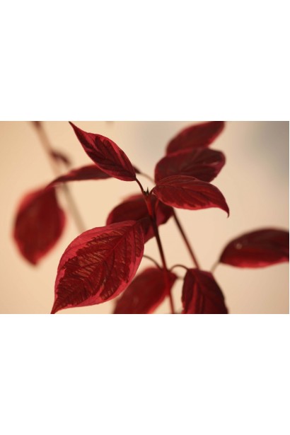 Сирика Вариегата красные оттенки листьев осенью