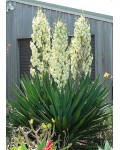 Юка нитчаста | Юкка нитчатая | Yucca filamentosa