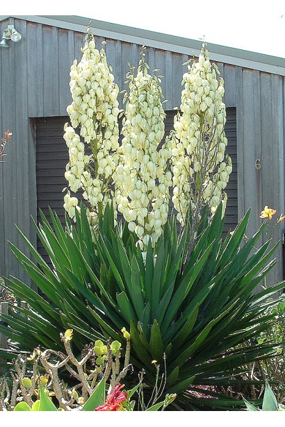 Yucca filamentosa — витривала зелена окраса вашого саду.