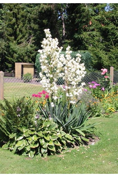 Юкка нитчата для створення екзотичного куточка у дворі.