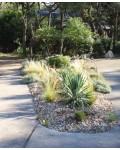 Юкка нитчатая | Юкка нитчата | Yucca filamentosa