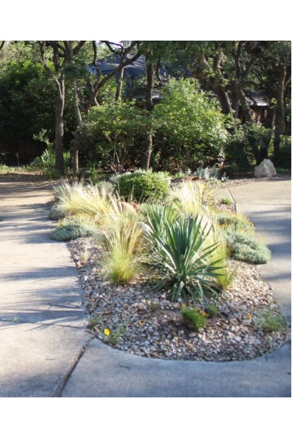 Юкка нитчата — ідеальна рослина для кам’янистих садів.