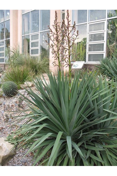 Yucca filamentosa — багаторічна рослина з мечоподібним листям.