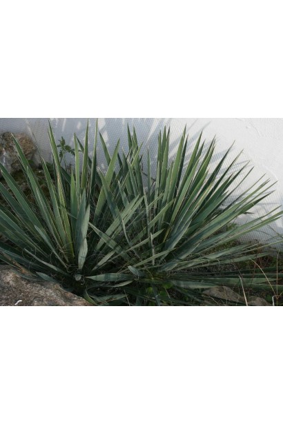 Yucca filamentosa — кущ із довгими вузькими листками.