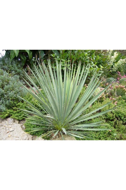 Юкка нитчата — декоративна рослина з вузьким листям.