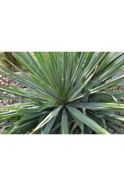 Юкка нитчата — декоративний кущ із нитками на листках.