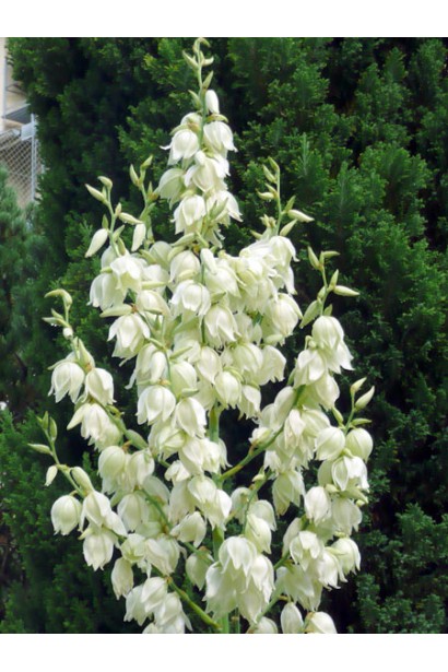 Квіти Юкки нитчатої