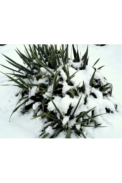 Юкка нитчата в зимовий період