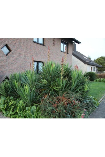 Юкка нитчата/Дерево щастя