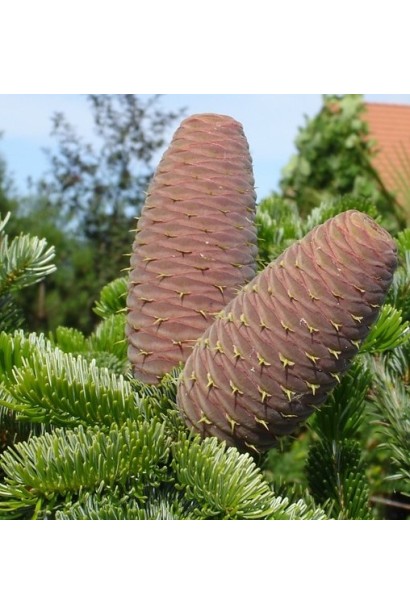 Шишки пихты кавказской: большие и декоративные, хорошо выделяются на ветках.