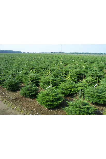 Пихта кавказская Амболури: мощное дерево с идеально симметричной кроной.