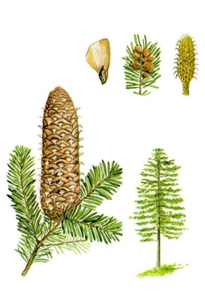 Шишки пихты Амболури: вертикально расположены, придают дереву природную красоту.