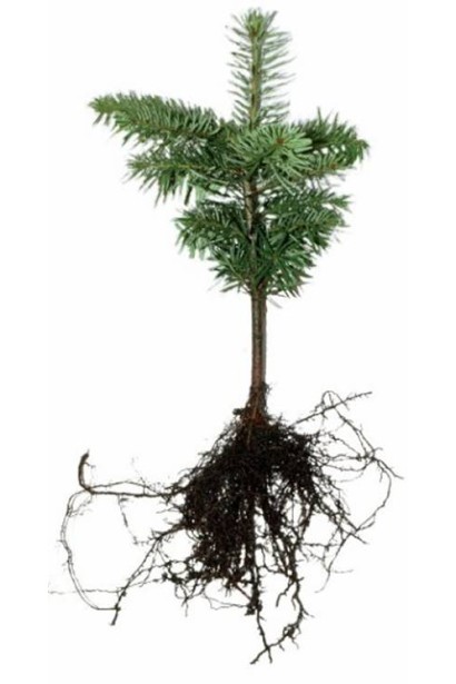 Корневая система Пихты кавказская Амболури / Тлуги