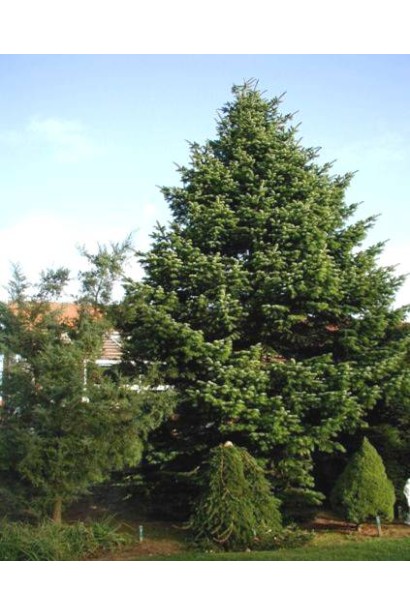 Пихта кавказская Амболури: величественное дерево с густой зеленой хвоей.