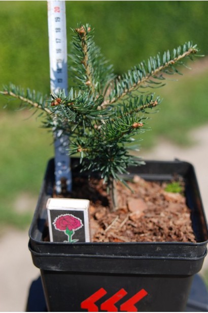 Пихта кавказская Амболури / Тлуги