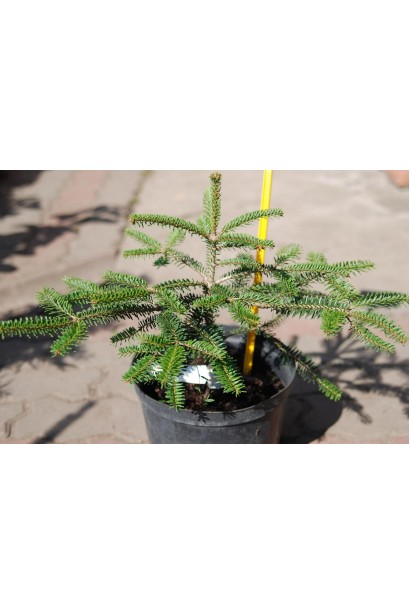 Пихта кавказская Амболури / Тлуги | Ялиця кавказька Амболурі / Тлугі | Abies nordmanniana Ambolouri / Tlugi