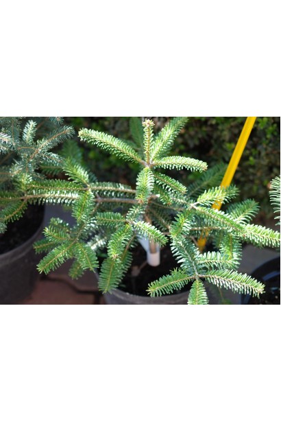 Хвоя пихты Амболури: насыщенно-зеленая, густая и мягкая на ощупь.