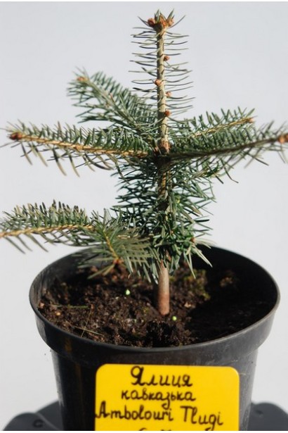 Abies nordmanniana Ambolouri / Tlugi
