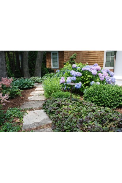 Горлянка повзуча Атропурпуреа в ландшафті