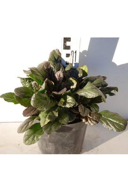 Горлянка Атропурпуреа саджанець 3 л 10-15 см