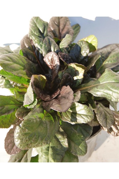 Живучка сланка Atropurpurea