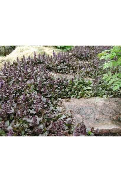 Горлянка Атропурпуреа килим