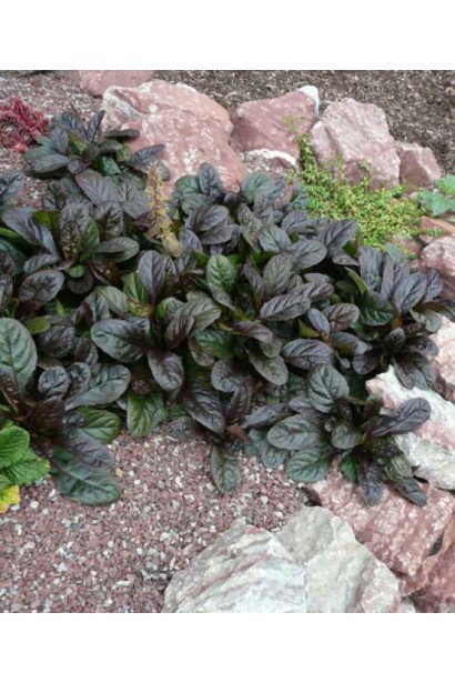 Горлянка Атропурпуреа сланкий багаторічник