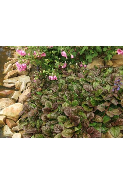 Горлянка повзуча Атропурпуреа