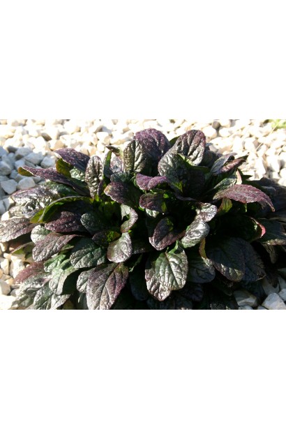 Ajuga reptans Atropurpurea