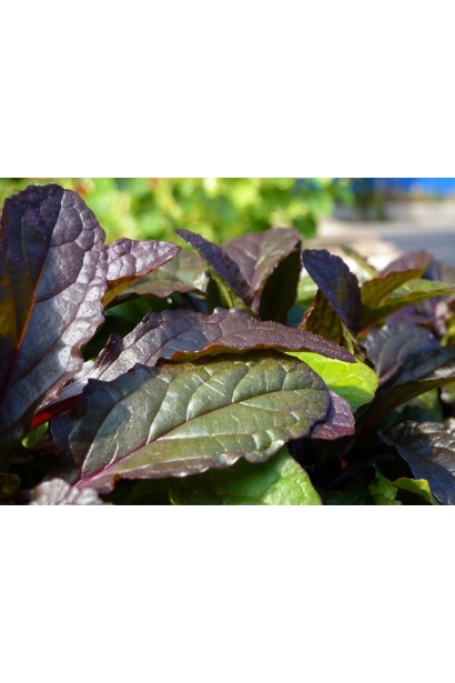 Горлянка повзуча Атропурпуреа молоде зелено-борове листя