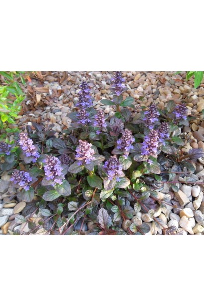 Горлянка повзуча Атропурпуреа колосовидні сині суцвіття