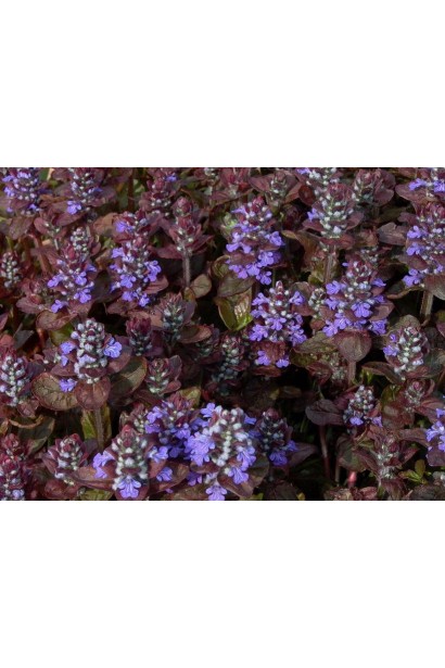 Аюга Атропурпуреа цвітіння