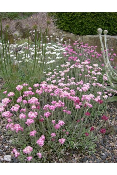 Антеннарія цвітіння 