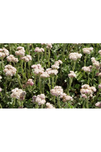 Золотушник