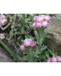 Antennaria dioica пушистые розовые соцветия