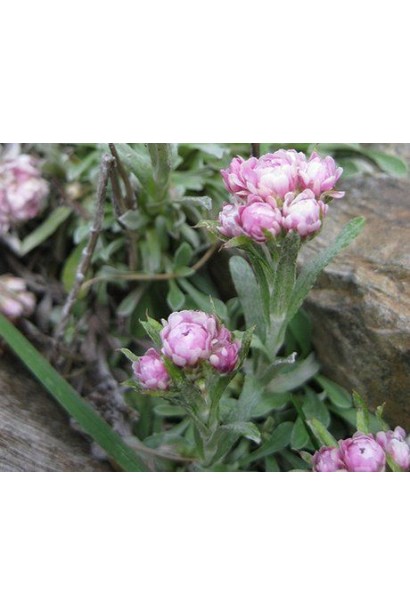 Antennaria dioica пухнасті рожеві суцвіття