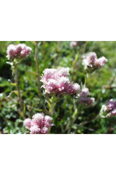 Дрібні квіточки кошачої лапки