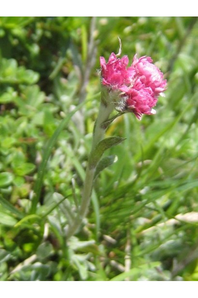 Котяча лапка  рожева квітка