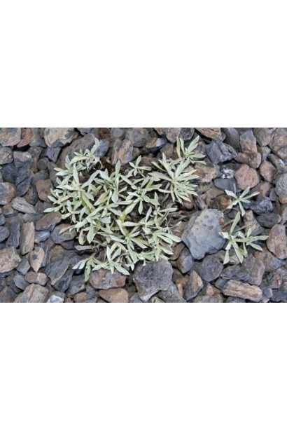 Антеннарія посадка