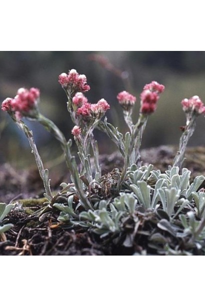 Антеннарія зонтиковидні суцвіття