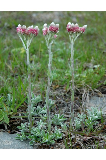 Антеннарія дрібні квіти на верхівках стебел