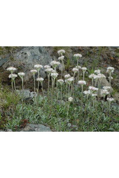 Антеннарія  в ландшафті