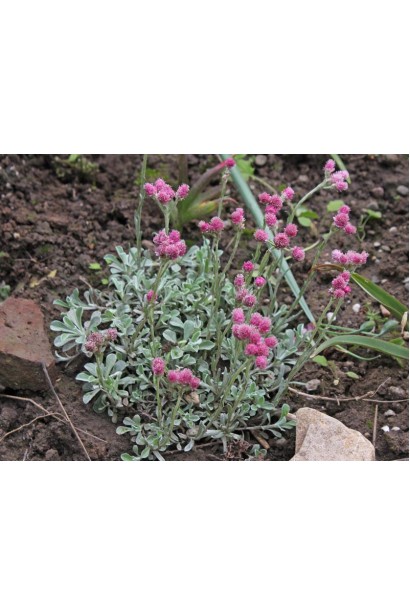 Антеннарія  рожеві квіти