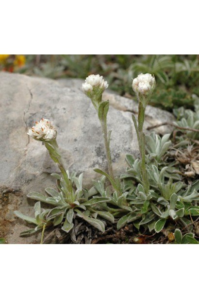  Antennaria dioica початок цвітіння