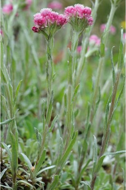 Antennaria dioica