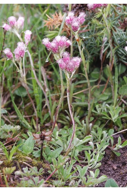 Безсмертник рожевий