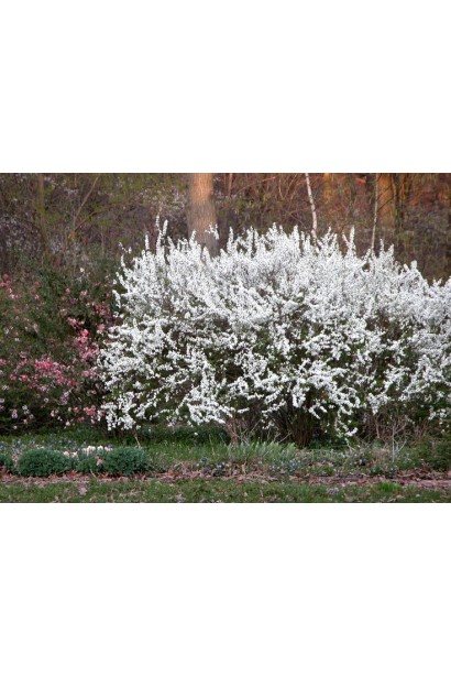 Весняне цвітіння спіреї сливолистої Плена.